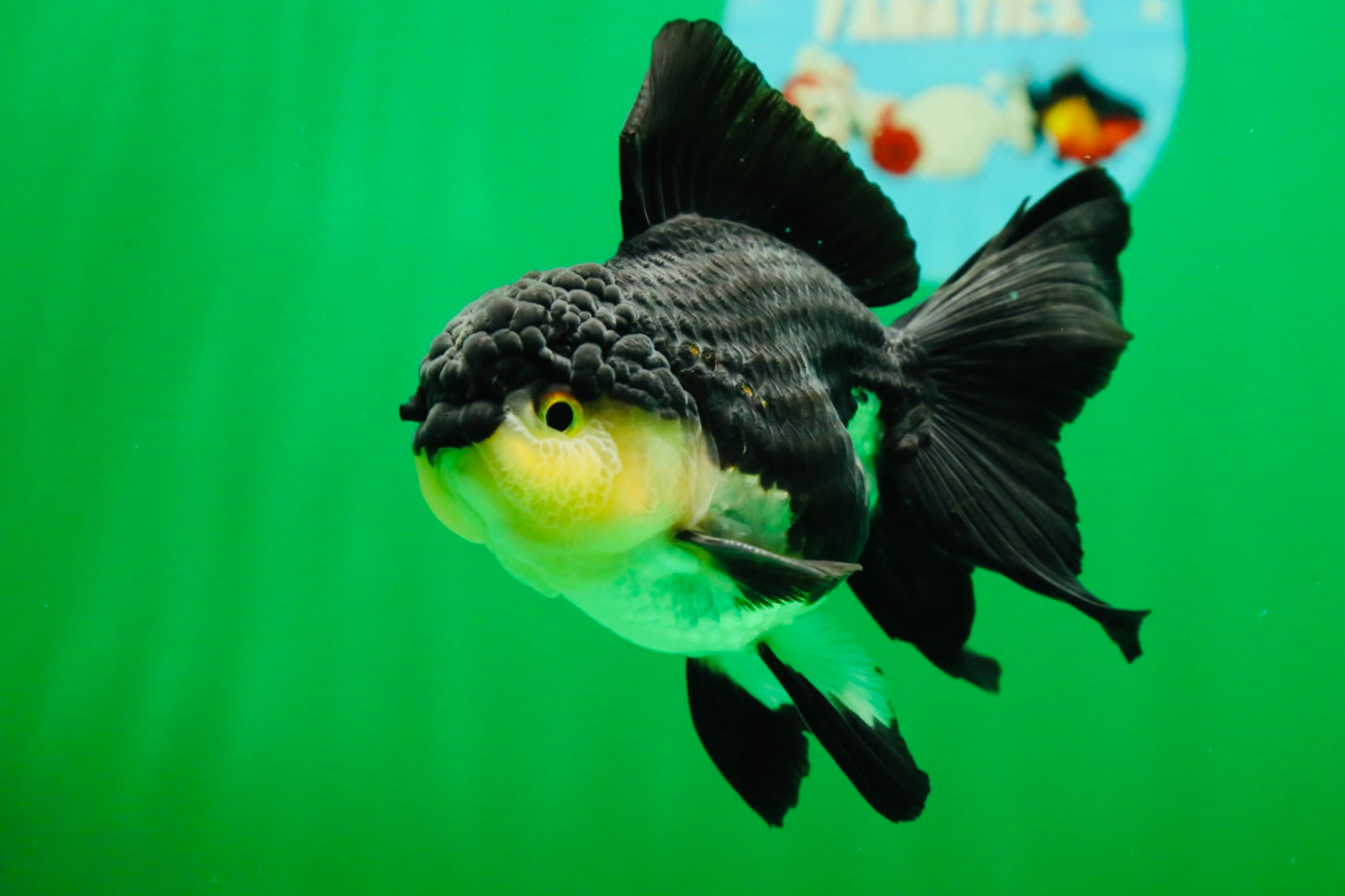 [SINGLE] Panda Oranda Male 4.5 inches #082225SO_08