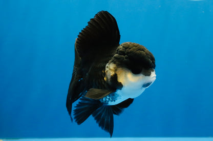 [SINGLE] Panda Oranda Male 4-4.5 inches #041026SO_07