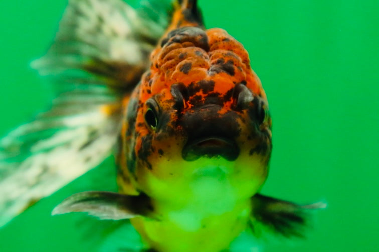 [SINGLE] Tiger Oranda Female 4.5 inches #090525SO_01