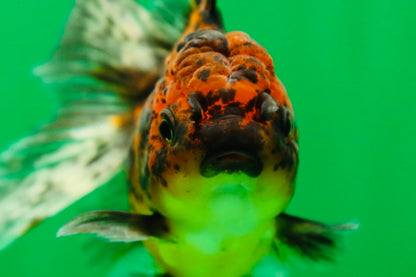 [SINGLE] Tiger Oranda Female 4.5 inches #090525SO_01