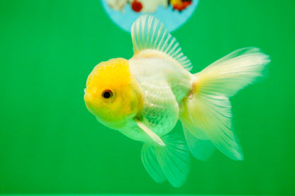 [SINGLE] Lemonhead Oranda Male 4.5 inches #090525SO_07