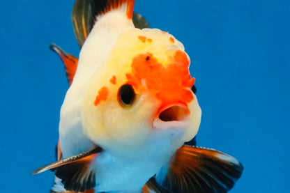 [SINGLE] Heart Face Tricolor Oranda Male 4-4.5 inches #030626SO_02