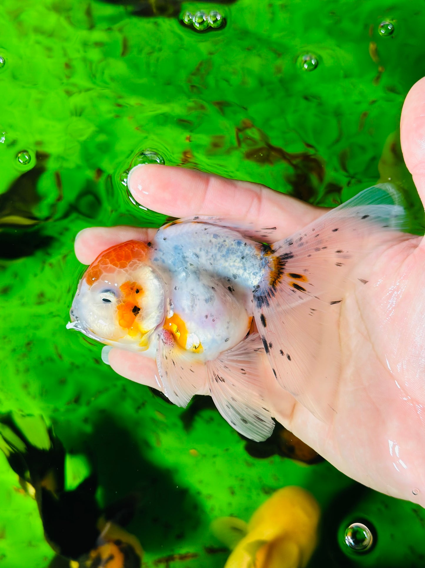 [SINGLE] Marble Red Head Oranda Male size 4.5 inches #112224SO_05