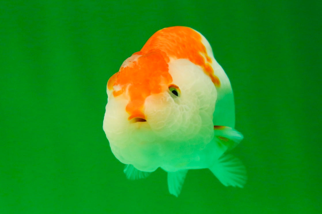 [COUPLE] Red White Lionchu Gender : Unknown 3 inches #041125_10