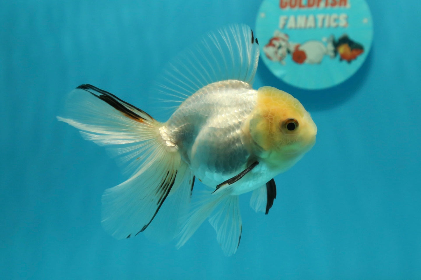 [SINGLE] White Oranda Male 4-4.5  inches #112924SO_13