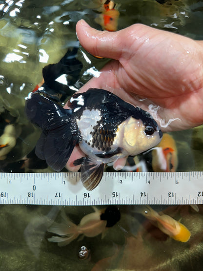 [COUPLE] Tricolor Male & Panda Female Oranda 4.5 inches #052325CO_10