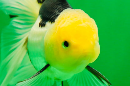 [SINGLE] Panda Male Oranda 4.5-5 inches #080125SO_08
