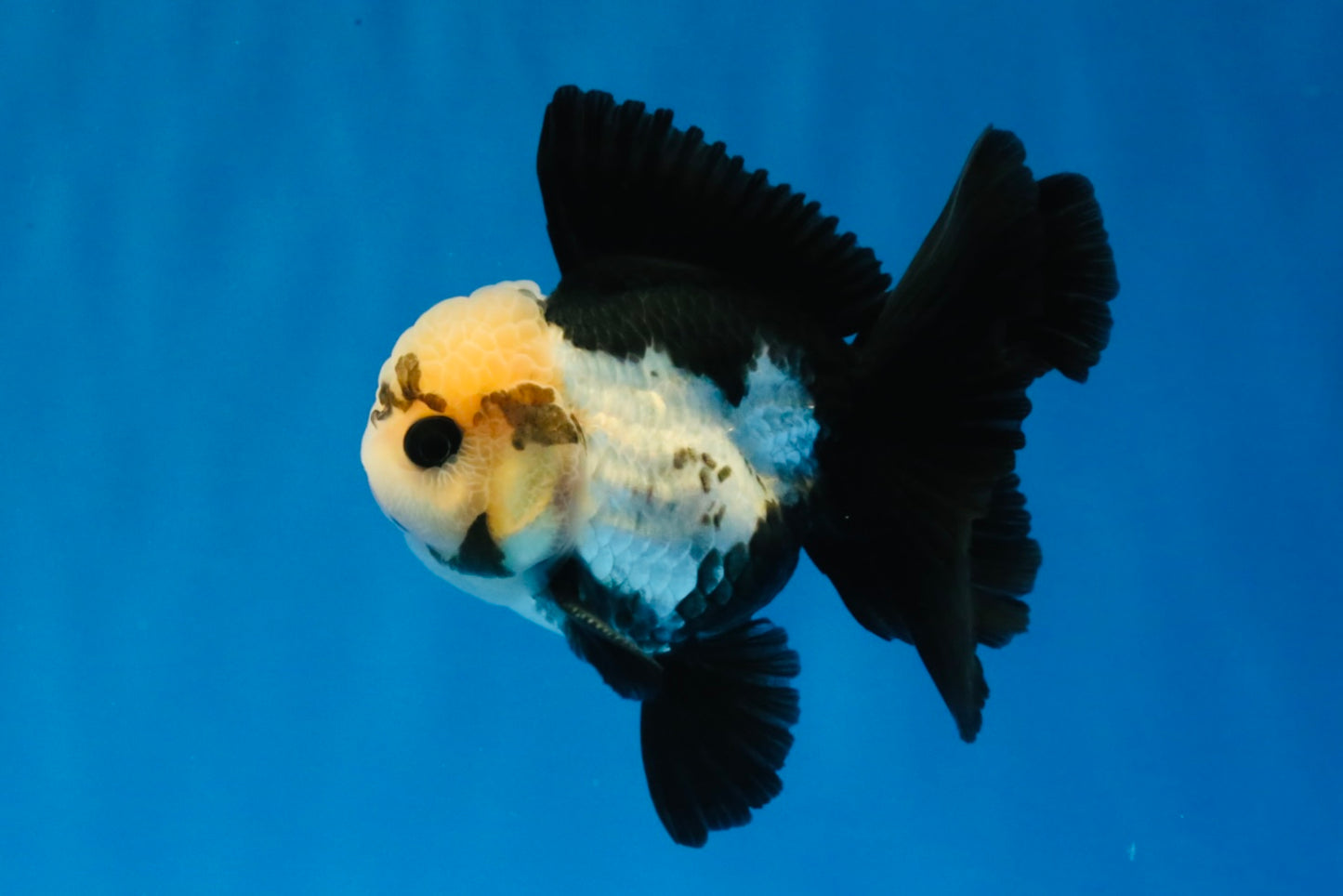 [SINGLE] Panda Button Eyes Oranda Male 4 inches #030626SO_06