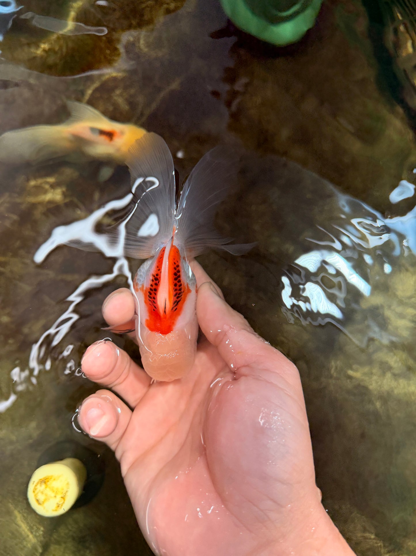 [SINGLE] Orange White Oranda Female 4-4.5 inches #111425SO_06