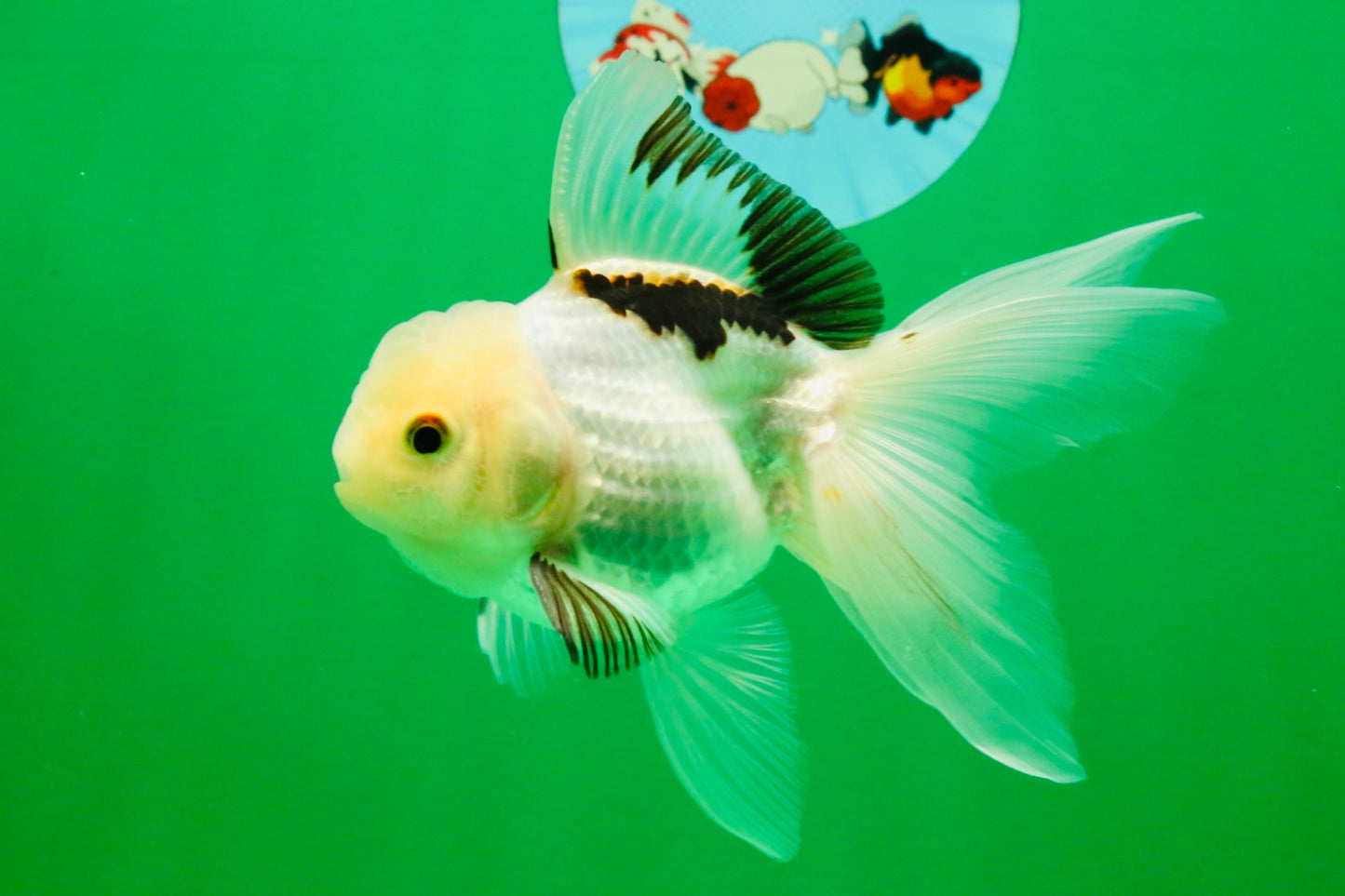 [SINGLE] Tricolor Oranda Male 4.5 inches #112125SO_02