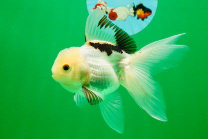 [SINGLE] Tricolor Oranda Male 4.5 inches #112125SO_02