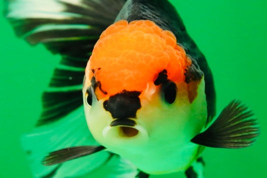 [SINGLE] Tricolor Button Eyes Oranda Female 5 inches #081525SO_12
