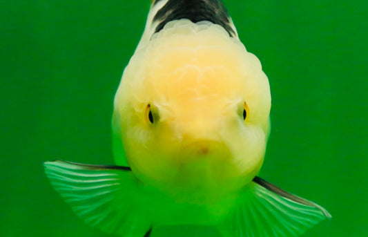[SINGLE] Panda Oranda Female 4.5-5  inches #080825SO_02