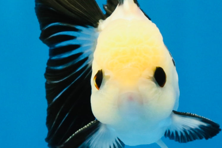 [SINGLE] Panda Oranda Male 4-4.5 inches #040326SO_04