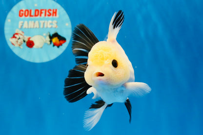 [SINGLE] Panda Button Eyes Oranda Male 4.5 inches #032026SO_10