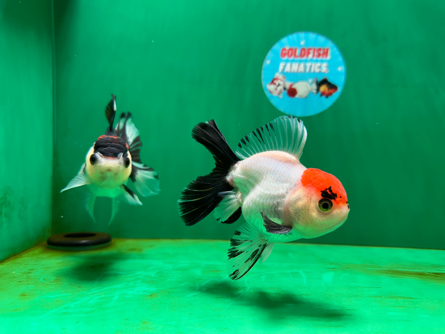 [COUPLE] Red Head Male & Tricolor Button Eyes Female Oranda 4 inches #052325CO_07