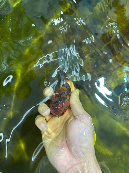 [SINGLE] Tiger Oranda Female 4.5 inches #090525SO_01