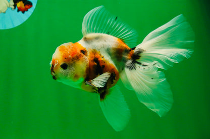 [SINGLE] Calico Oranda Male 4.5-5 inches #091925SO_08