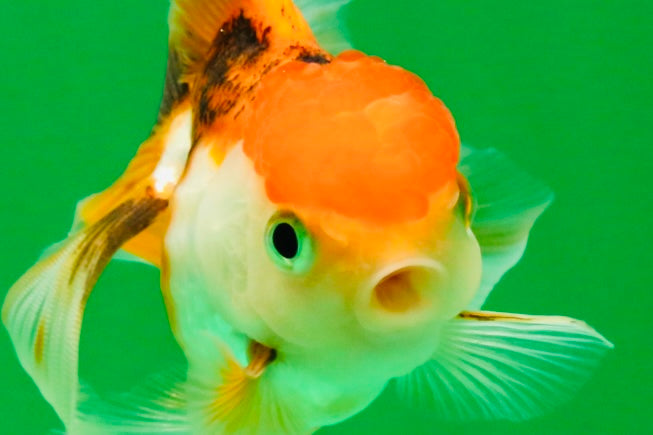 [SINGLE] Tricolor Oranda Female 4 inches #112125SO_07