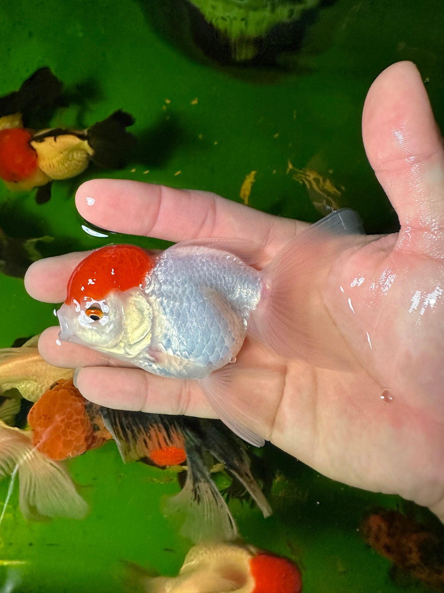 [COUPLE] - Red Cap Oranda 4 inches #110824CO_20