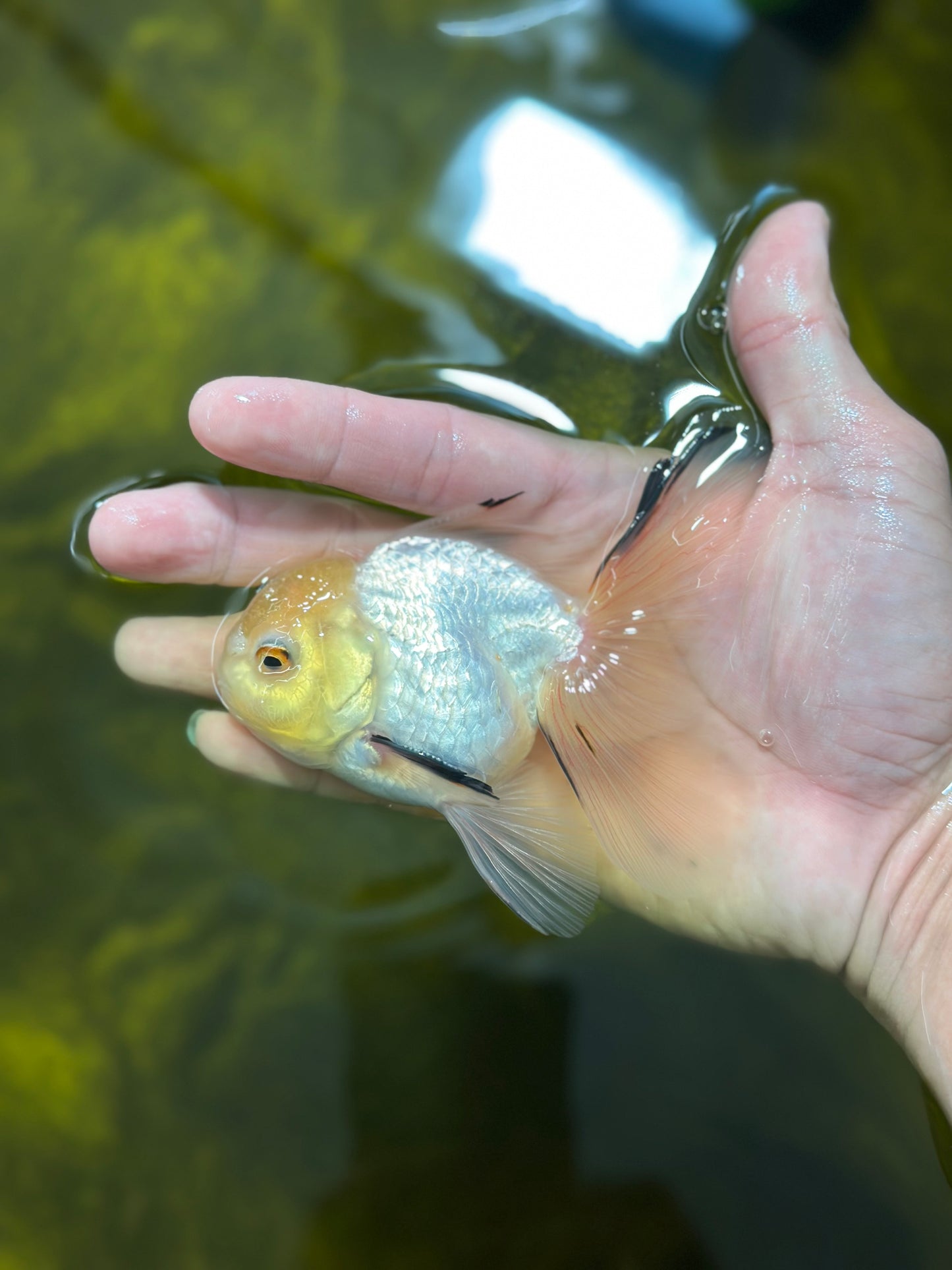 [SINGLE] White Oranda Male 4-4.5  inches #112924SO_13