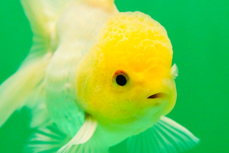 [SINGLE] Lemonhead Oranda Male 4.5 inches #090525SO_07