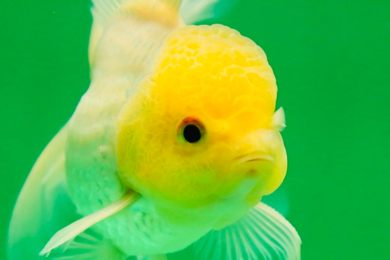 [SINGLE] Lemonhead Oranda Male 4.5 inches #090525SO_07