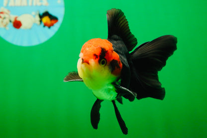 [SINGLE] Tricolor Oranda Male 4-4.5 inches #080825SO_11