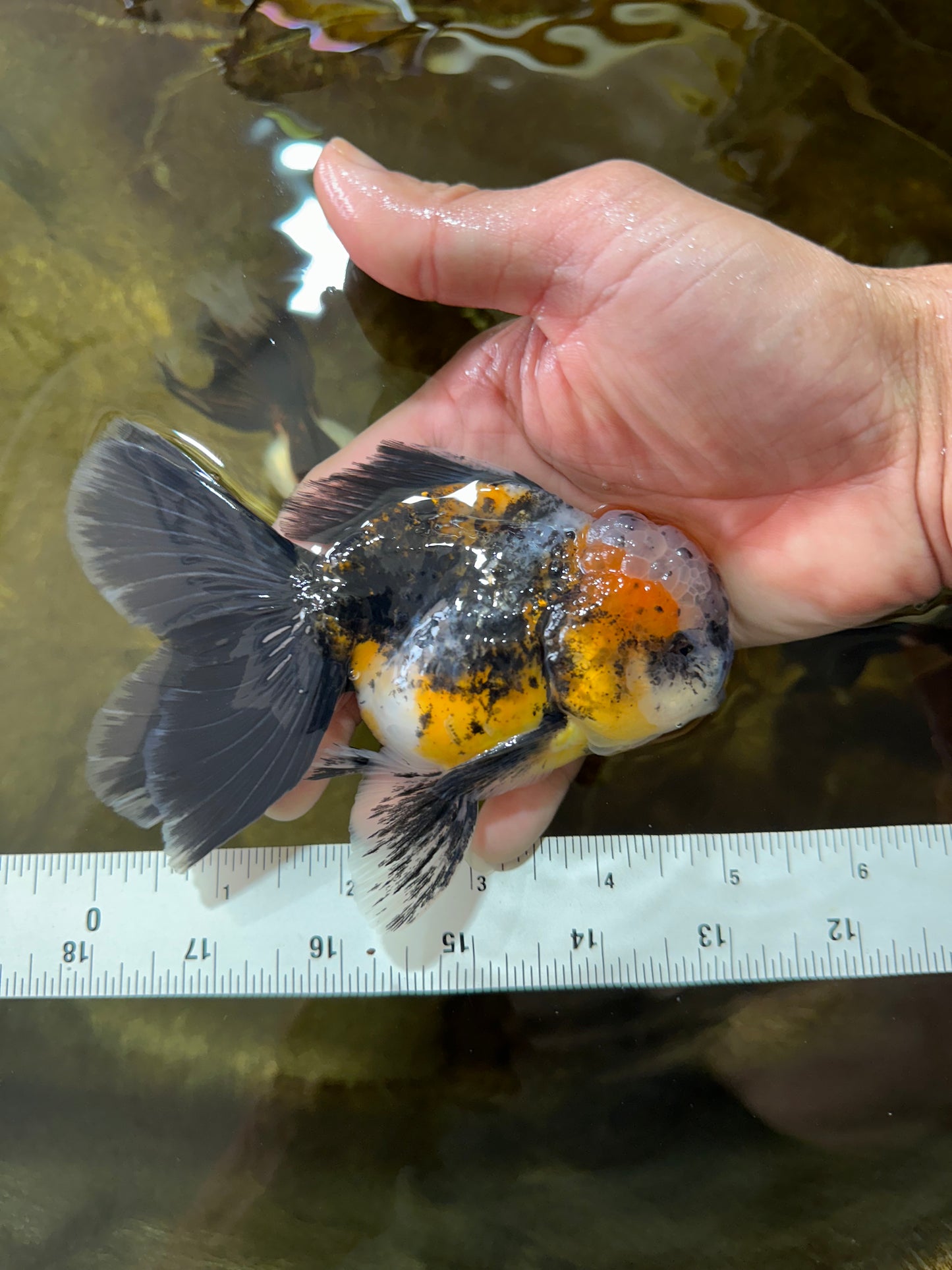 [SINGLE] Calico Kirin Male Oranda 5 inches #080125SO_06