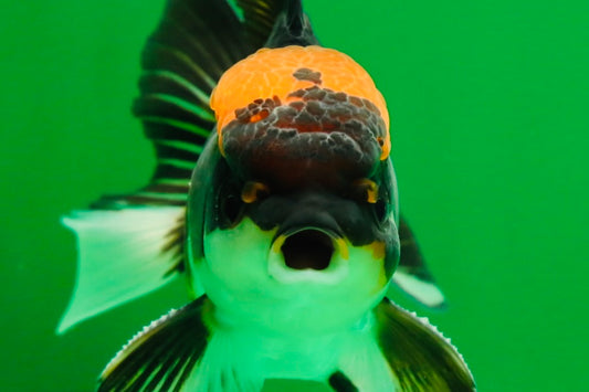 [SINGLE] Tricolor Oranda Male 4 inches #013125SO_24