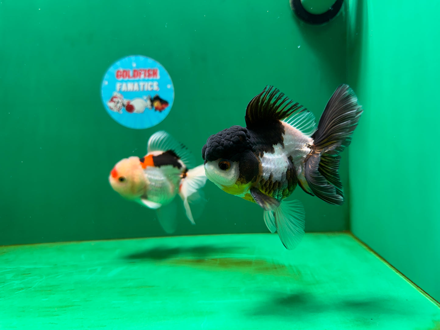 [COUPLE] Panda & Tricolor Male Oranda 4-4.5 inches #052325CO_04