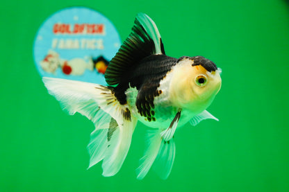 [SINGLE] Panda Oranda Female 4.5 inches #081525SO_11