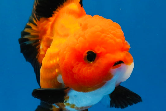 [SINGLE] Apache Oranda Female 4-4.5 inches #030626SO_08
