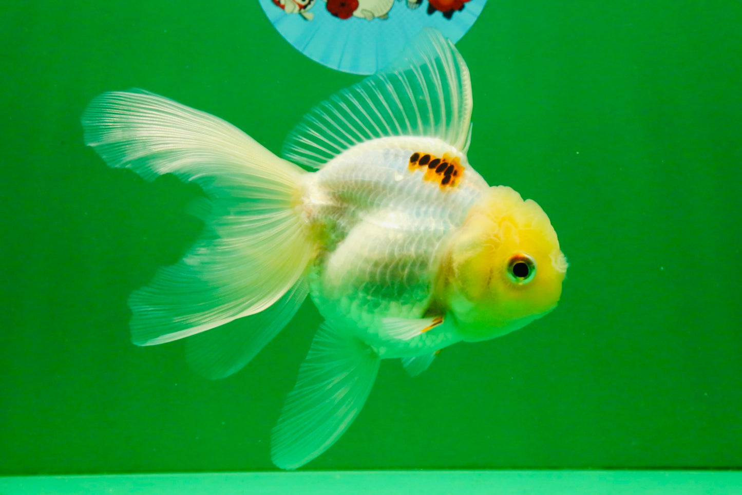 [SINGLE] Tricolor Oranda Female 4.5 inches #111425SO_08