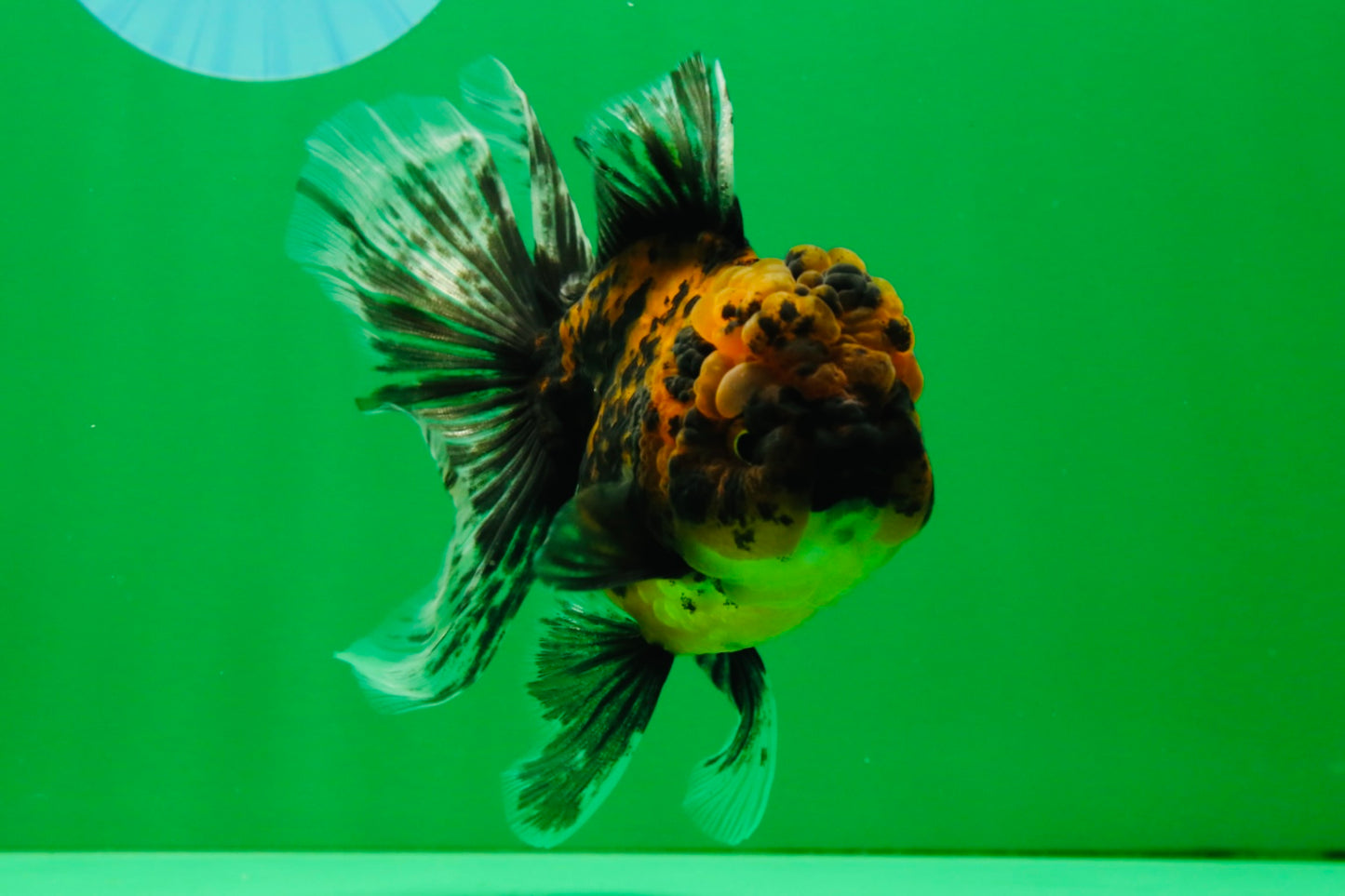 [SINGLE] Tiger Male Oranda 4.5 inches #101025SO_12