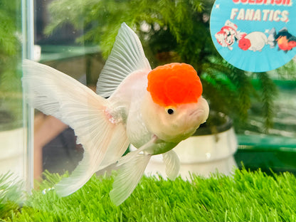 [SINGLE] Red Cap Oranda Male size 4 inches #112224SO_12