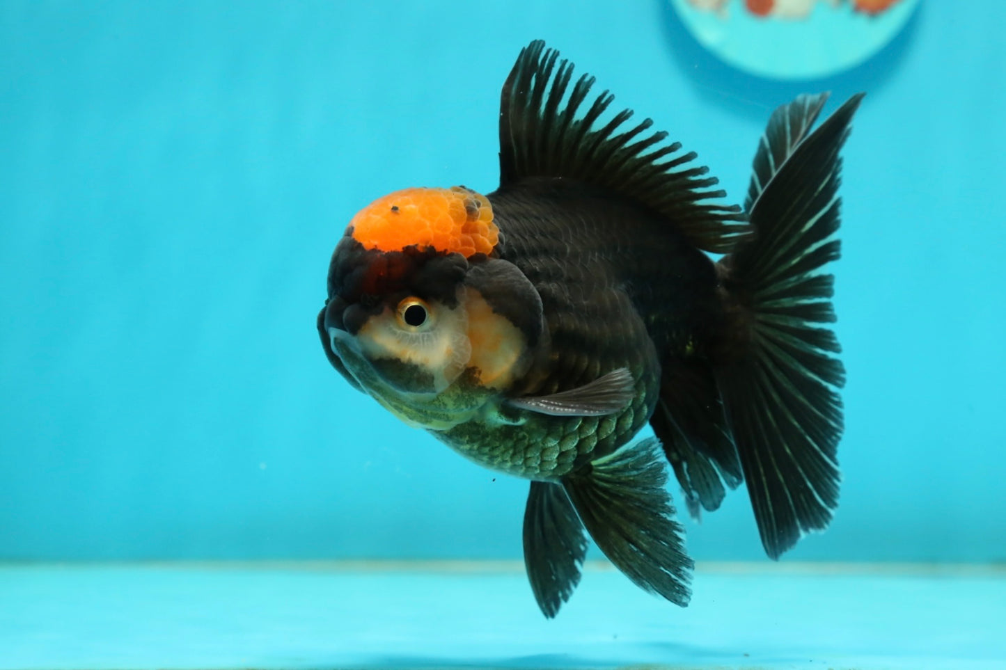 [SINGLE] Red Tancho Tricolor Oranda Male 4-4.5 inches #112924SO_11