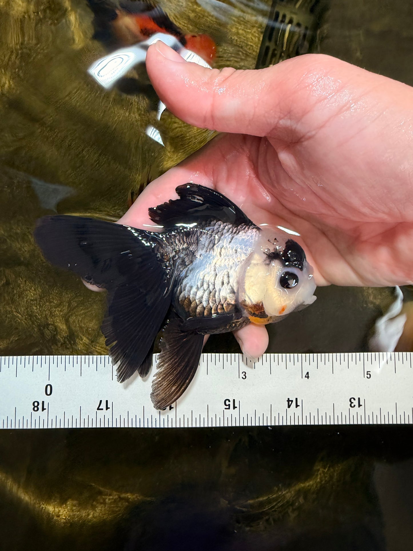 [SINGLE] Panda Oranda Female 4 inches #032026SO_02