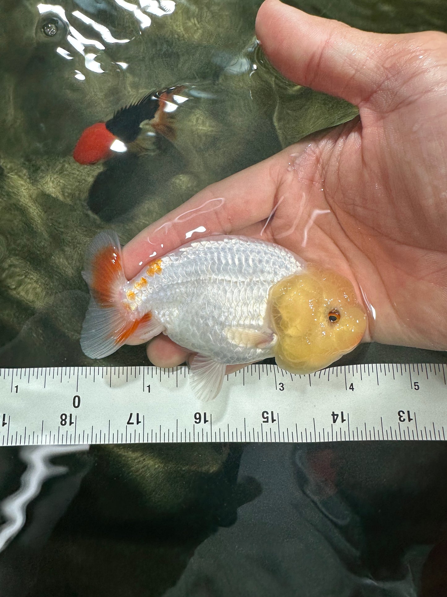 [SINGLE] White Lionchu Female 4-4.5 inches #062725SL_05