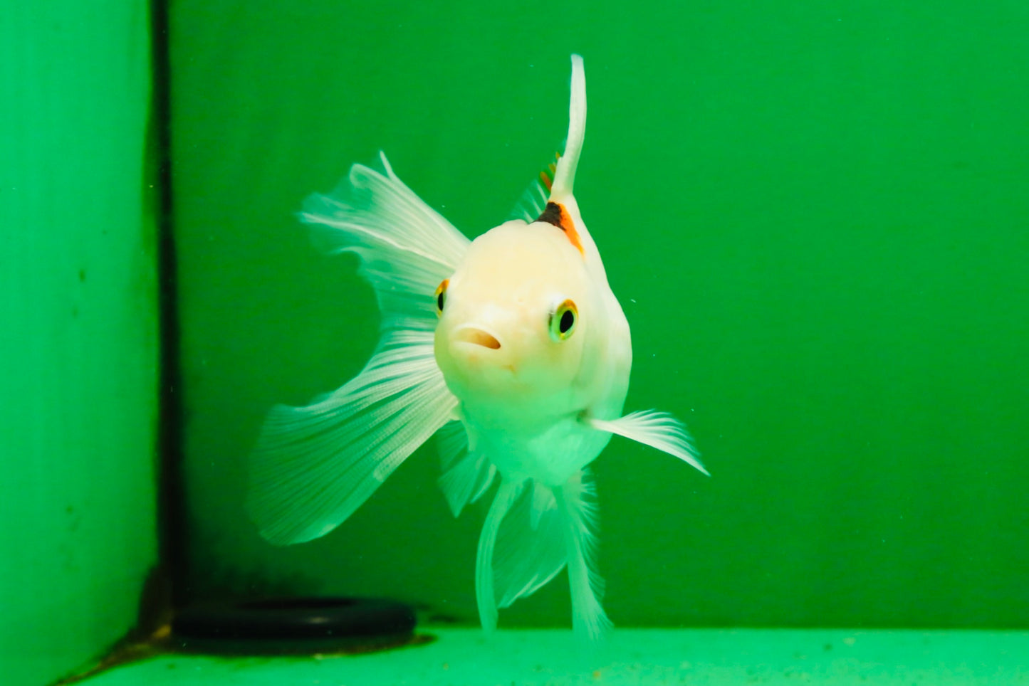 [SINGLE] Tricolor Oranda Female 4.5 inches #112125SO_05