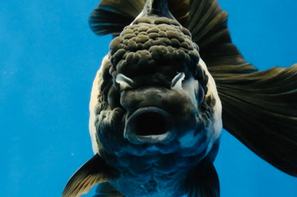 [SINGLE] Panda Oranda Female 4.5-5 inches #040326SO_01