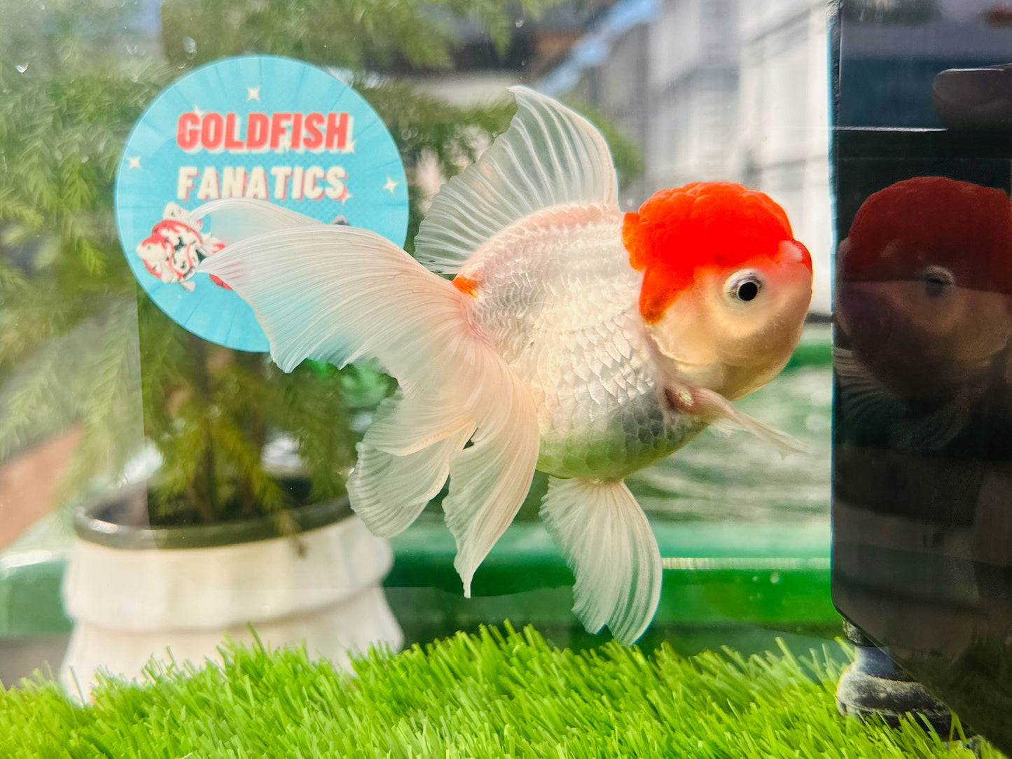 [SINGLE] Red Cap Oranda Female size 4.5 inches #112224SO_11