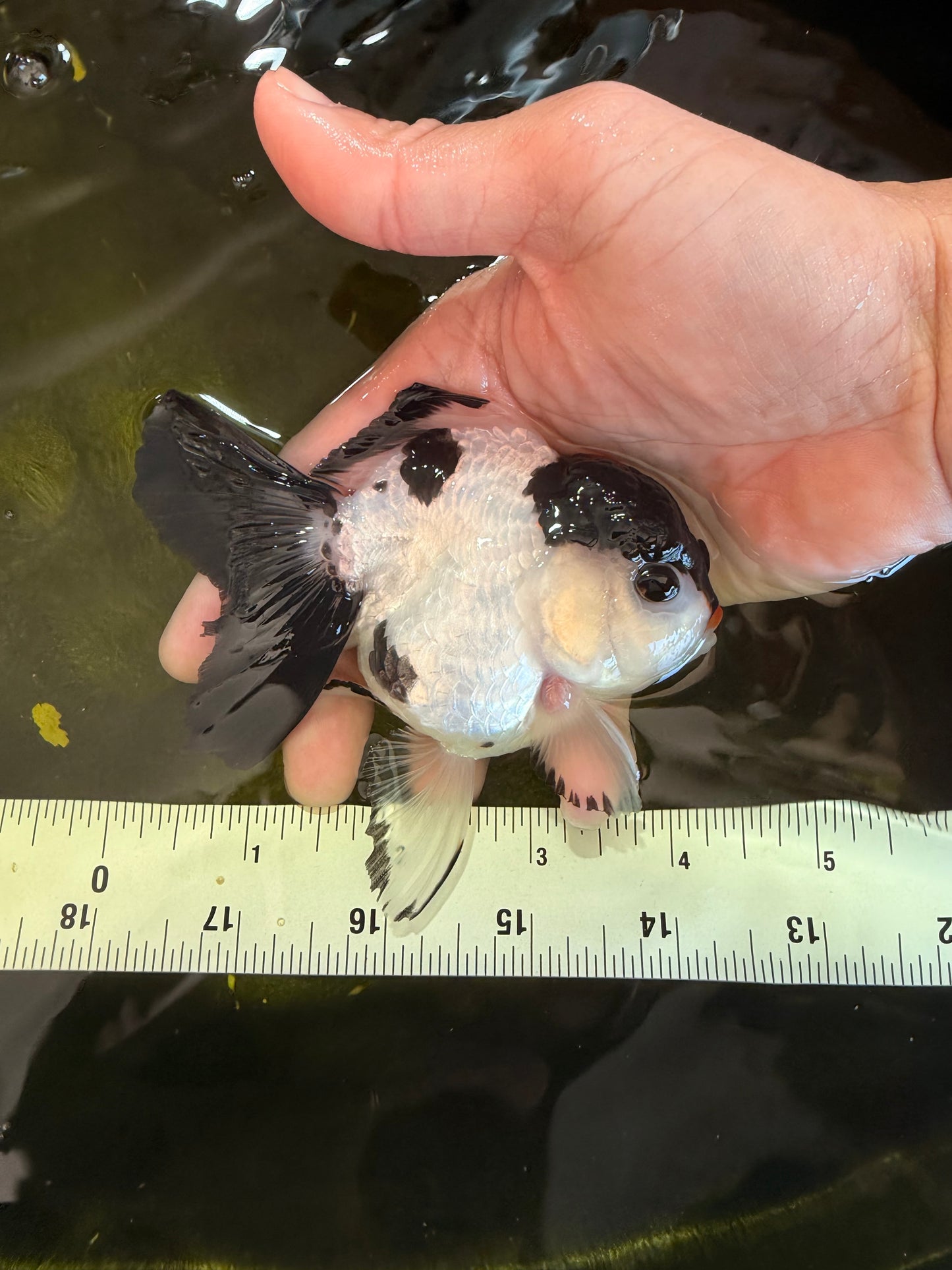 [SINGLE] Tricolor Oranda Female 4-4.5 inches #041026SO_05