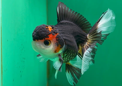 [SINGLE] Tricolor Oranda Male 4.5 inches #062025SO_05