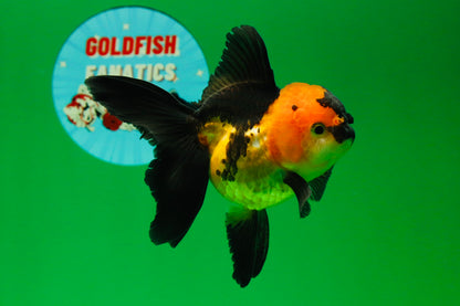 [SINGLE] Tricolor Oranda Female 4 inches #020725SO_11