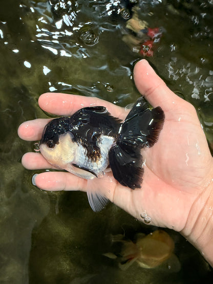[SINGLE] Panda Oranda Male 4-4.5 inches #031326SO_04