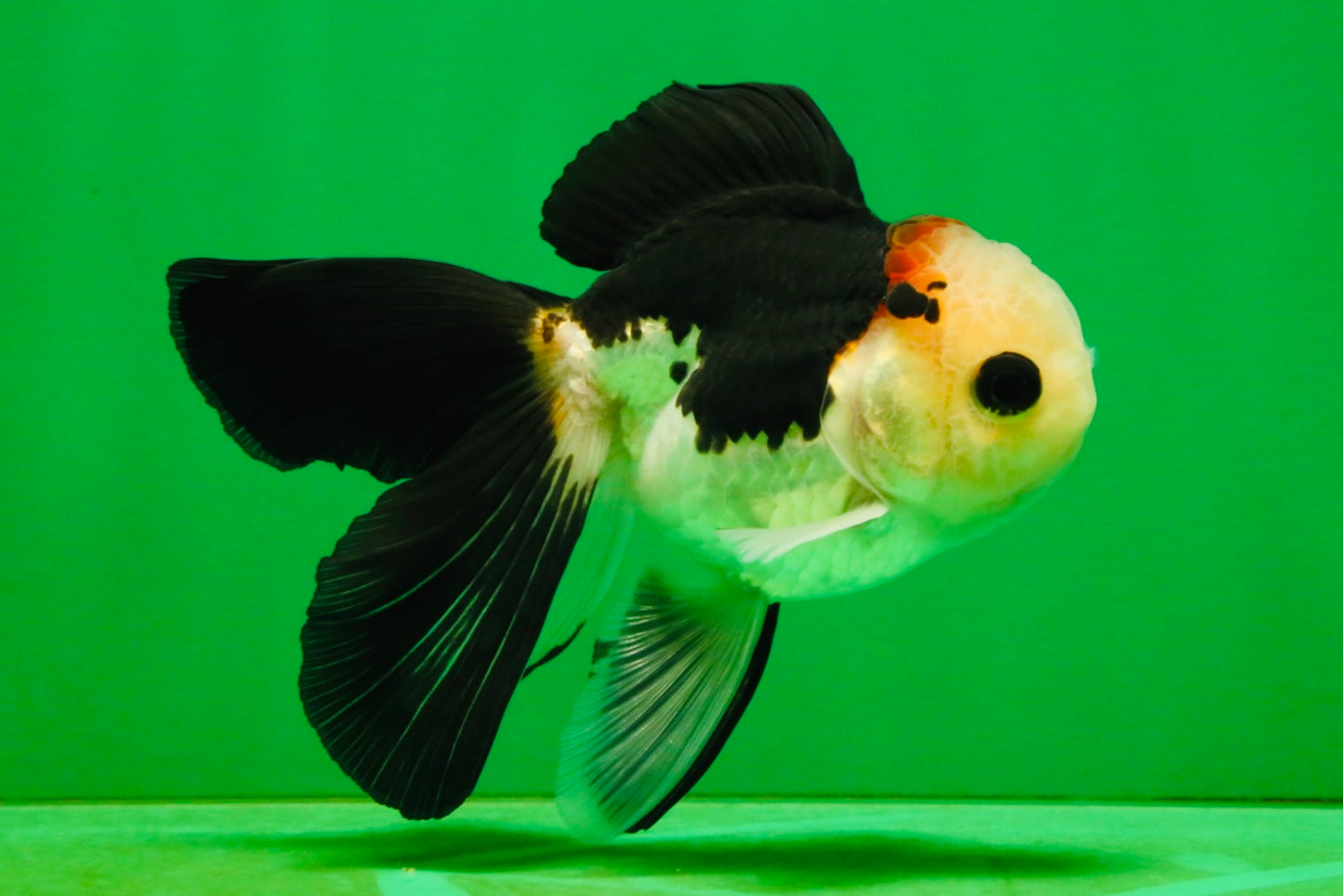 [SINGLE] Tricolor Oranda Male 4-4.5 inches #103125SO_01