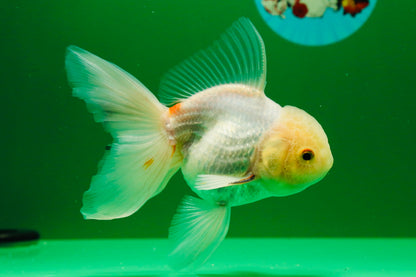 [SINGLE] White Oranda Male 5 inches #011725SO_01