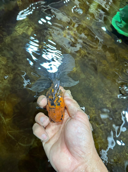 [SINGLE] Tiger Oranda Male 4.5 inches #082225SO_07