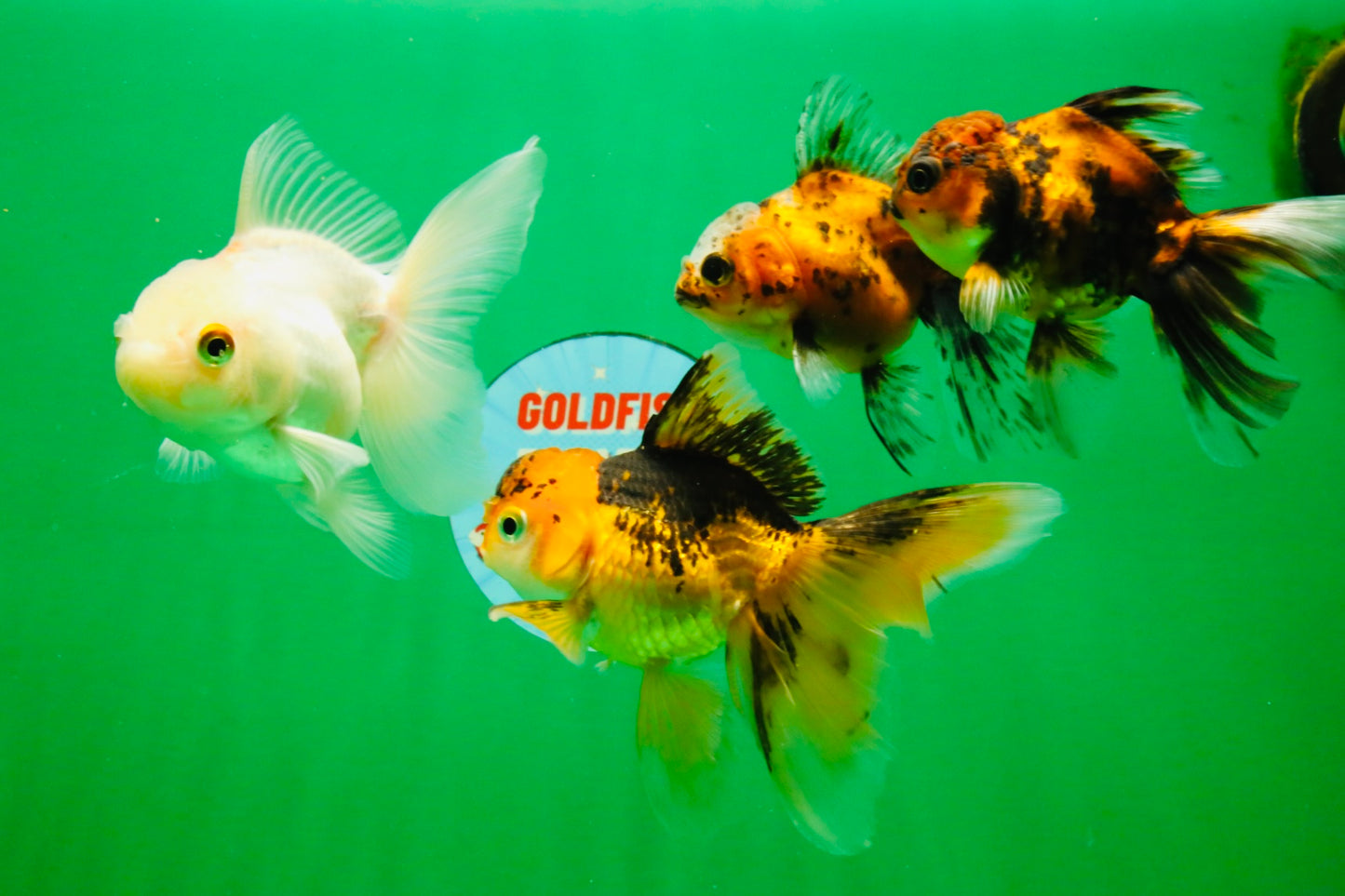 [QUAD] Mixed Color Oranda 3.5-4.5 inches #121925QO_04